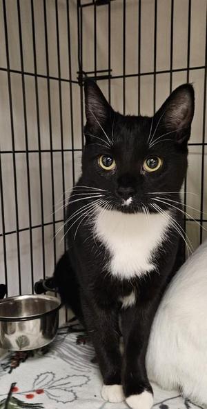 Amelia25, young, available for adoption