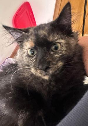 Misha26, young, available for adoption