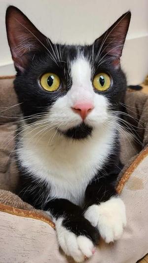 Juno26, adult, available for adoption