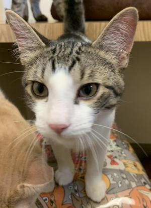 Goji26, kitten, available for adoption