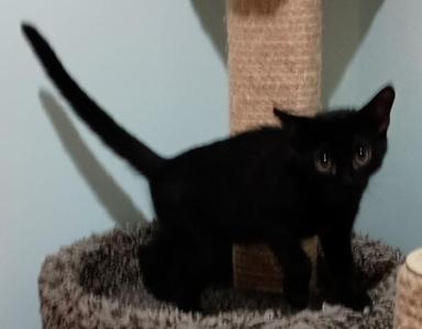 black cat on a scratching post