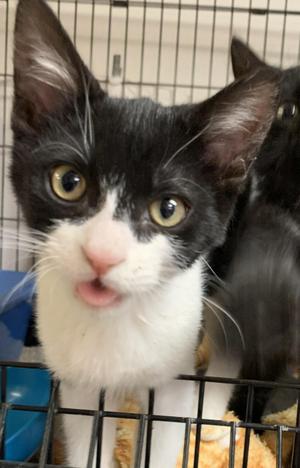 Jinx26, kitten, available for adoption
