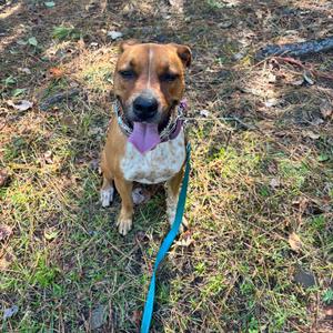 A brown and white dog with a blue leash sitting on grass.