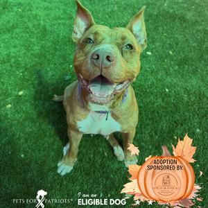 A brown and white dog with a happy expression, sitting on green grass. The dog has a collar with a tag and is looking directly at the camera. There is a logo in the bottom right corner that says "Adoption Sponsored By" with a pumpkin and leaves design, and text that says "Pets for Patriots" and "Eligible Dog".
