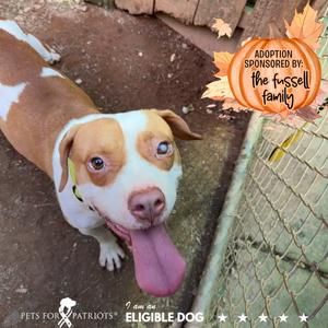 Carl 5199, Mixed Breed (Medium), adult, available for adoption