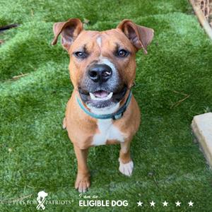 Trout 9196, Boxer, adult, available for adoption