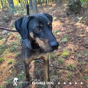 A black and tan dog standing in a forest, wearing a collar and leash.