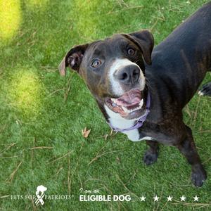 Brawney 3490, Mixed Breed (Small), available for adoption