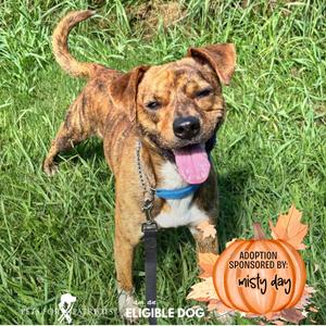 MD 7479, Mixed Breed (Medium), adult, available for adoption
