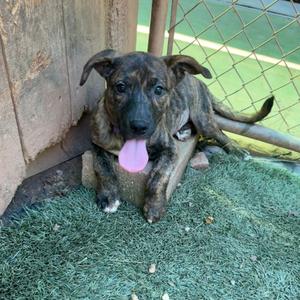 a brindle puppy with a pink tongue sticking out, sitting on artificial grass in front of a wooden wall and a chain-link fence