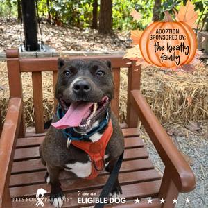 Marge 2172, Mixed Breed (Medium), adult, available for adoption