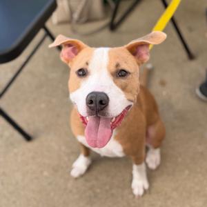 A brown and white dog with floppy ears and a pink tongue sticking out, sitting on a concrete surface.