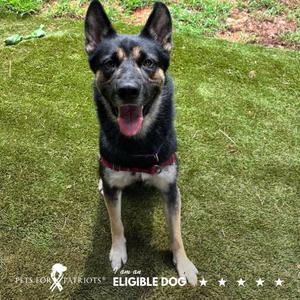 Berkley 7520, Mixed Breed (Large), adult, available for adoption