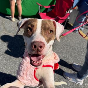 Porter 3441, Mixed Breed (Small), adult, available for adoption