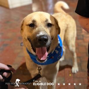 Lou 3193, Mixed Breed (Large), adult, available for adoption