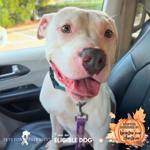 Cooper 2498, Mixed Breed (Medium), adult, available for adoption