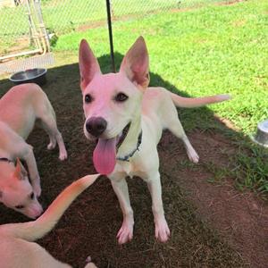 Carolina 9565, Mixed Breed (Medium), available for adoption