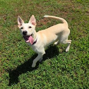 Charlotte 1990, Mixed Breed (Medium), available for adoption