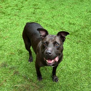 D.D. 8910, Mixed Breed (Large), senior, available for adoption