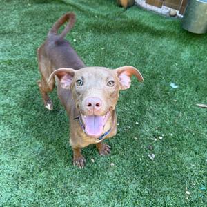 A brown dog with a pink nose and floppy ears is standing on green grass, looking up with its mouth open and tongue out.