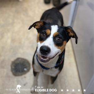 A black, white, and brown dog looking up at the camera with a happy expression. The dog is wearing a blue collar and is standing on a concrete floor. In the bottom left corner, there is a logo for "Pets for Patriots" with the text "I am an ELIGIBLE DOG" and five stars.
