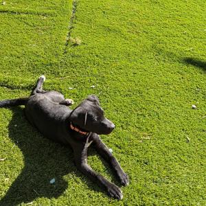 Brownie 0175, Mixed Breed (Medium), puppy, available for adoption
