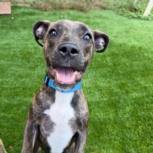 Star 0226, Mixed Breed (Medium), available for adoption