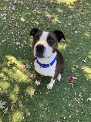 a brown and white dog sitting on green grass