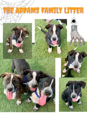 The Addams Family Litter, Cattle Dog, puppy, available for adoption