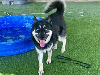 Sebastian, Husky, adult, available for adoption