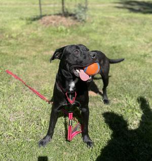 Dojo, Pit Bull Terrier, young, available for adoption