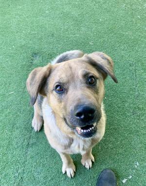 A medium-sized dog with light brown fur and floppy ears sits on a green, artificial turf surface, looking up at the camera with its mouth slightly open.