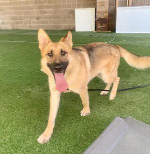Marsala, German Shepherd Dog, adult, available for adoption