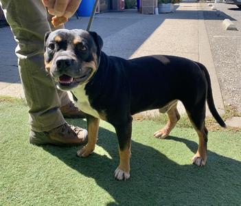 Arby, American Staffordshire Terrier, young, available for adoption