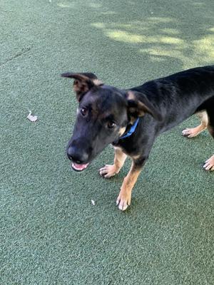 A black and brown dog with a blue collar standing on green artificial turf.