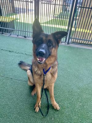 A German Shepherd dog sitting on green artificial turf, wearing a blue collar and black leash, with a metal fence in the background.