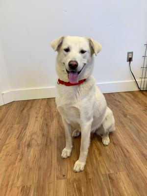 Stella, Akbash / Shepherd, young, available for adoption