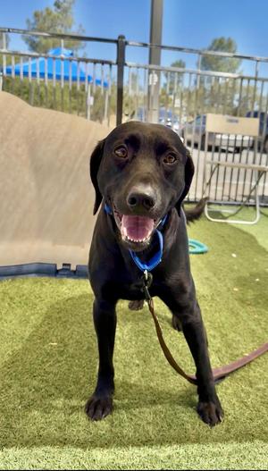 Carl, Black Labrador Retriever, adult, available for adoption