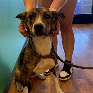 Elvira, Terrier / Shepherd, young, available for adoption