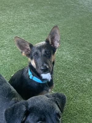 A black and tan dog with a blue collar sitting on green artificial grass, looking up at the camera.