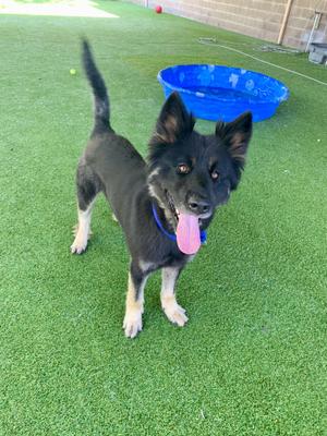 Duffy, Shepherd, young, available for adoption