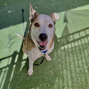 A happy dog with a white and brown coat, wearing a blue collar, sitting on a green artificial turf surface with a shadow cast by a fence.
