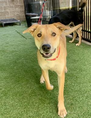 Salem, Shepherd, adult, available for adoption