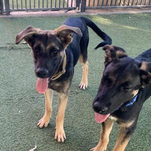 Two German Shepherd puppies standing on a green artificial turf surface, both with their tongues out and looking at the camera.