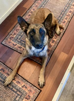 Mallory, Belgian Shepherd / Malinois, young, available for adoption