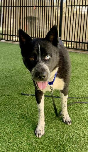 Isabella Rosalini, Husky / Cattle Dog, adult, available for adoption