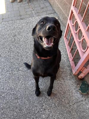 Kernal Sanders, Black Labrador Retriever / Shepherd, young, available for adoption