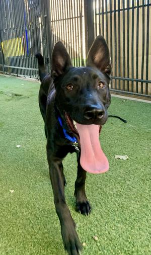 Enzo, Shepherd, puppy, available for adoption