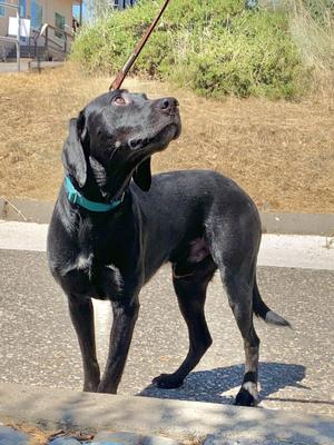 Lip, Black Labrador Retriever, adult, available for adoption