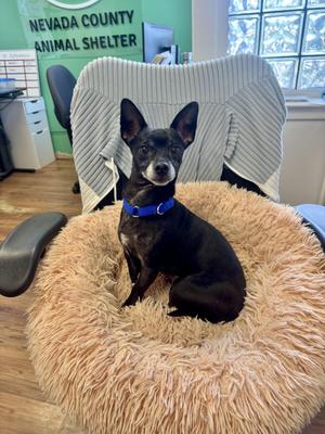 Boo, Chihuahua, senior, available for adoption